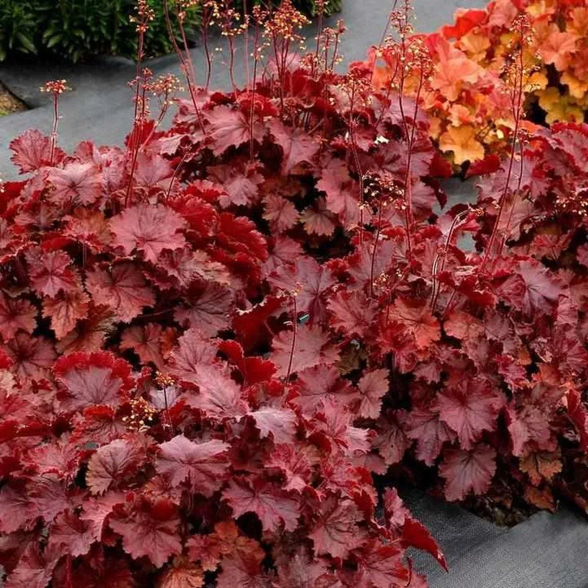 Northern Exposure Red Coral Bells