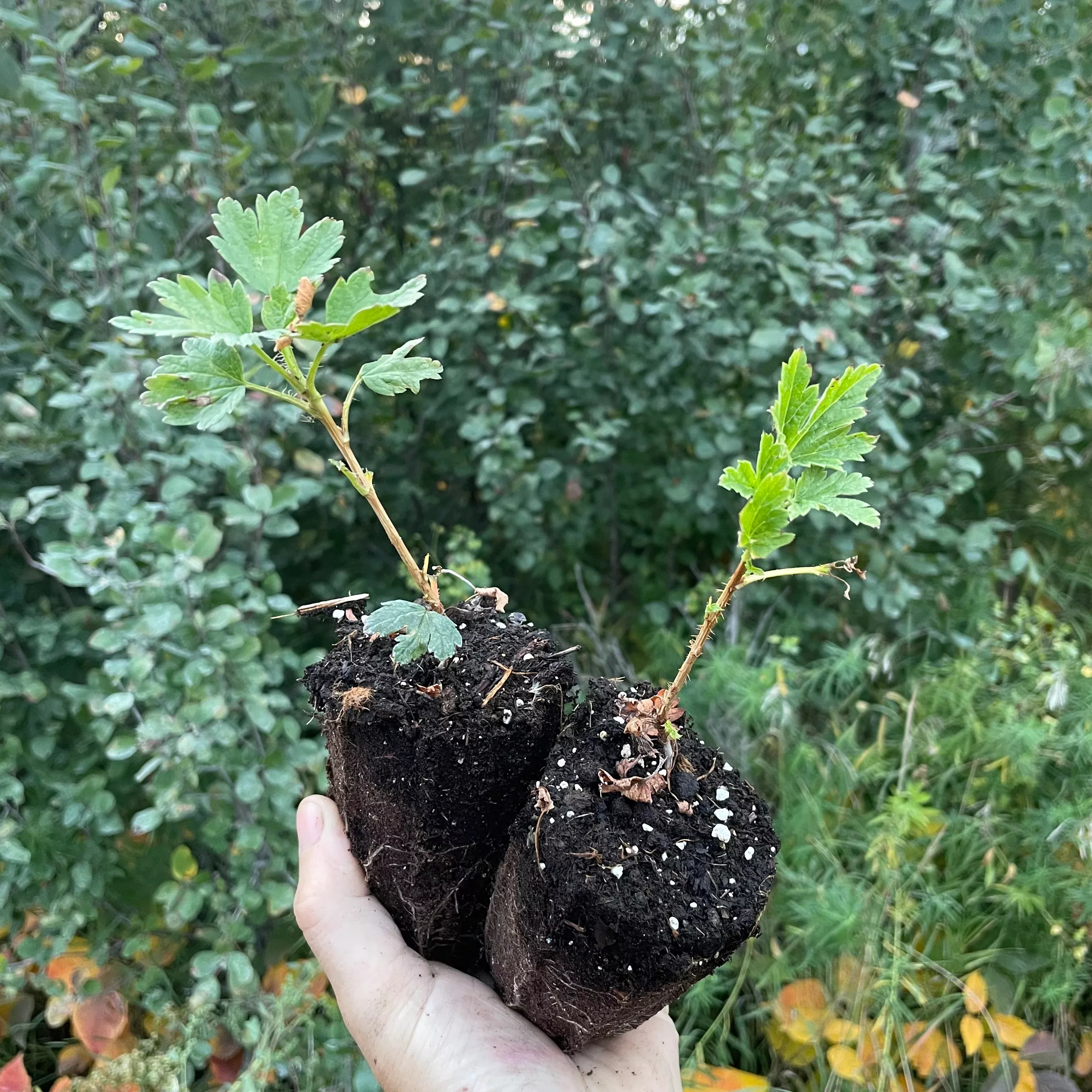 Northern Gooseberry