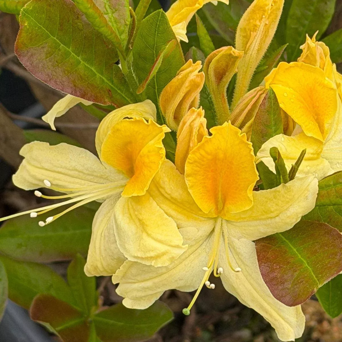 Northern Hi Lights Deciduous Azalea