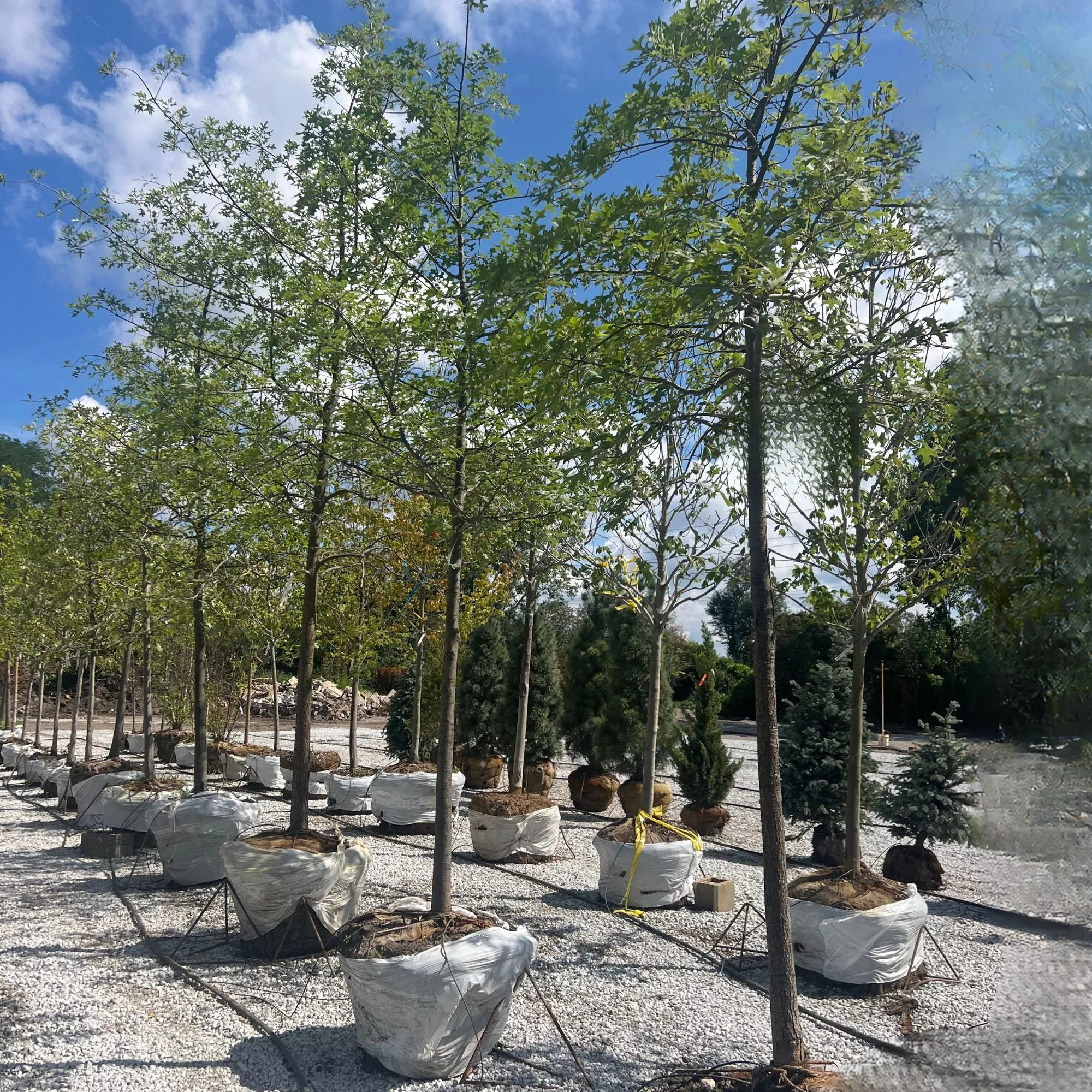 Northern Pin Oak - Quercus ellipsoidalis - Ball & Burlap Tree (Multiple Sizes)