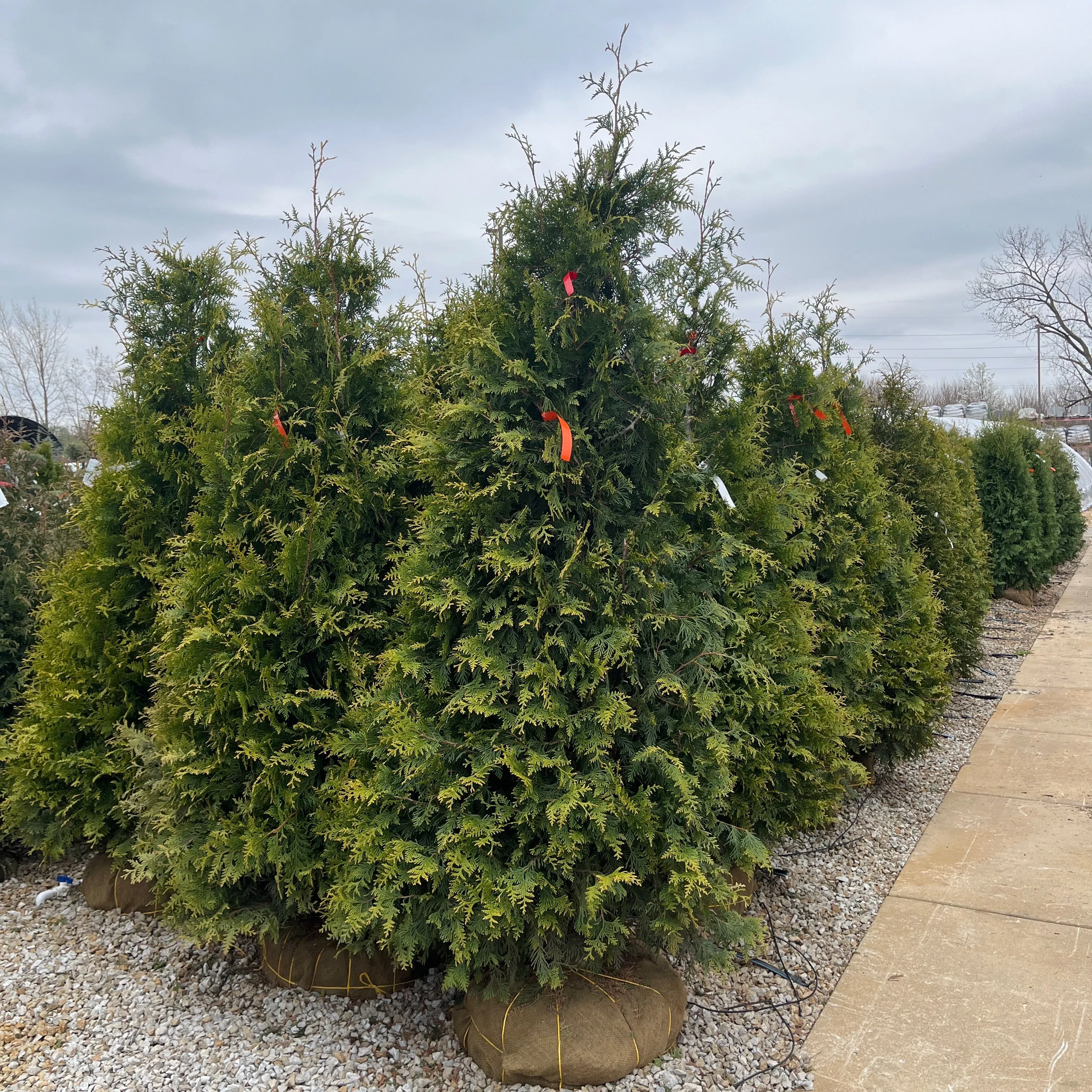 Northern Spire Giant Arborvitae - Thuja plicata - Ball & Burlap Tree (Multiple Sizes)