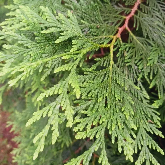 Northern White Cedar (Thuja occidentalis)