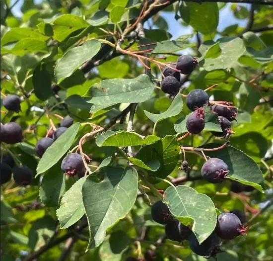 Northline Saskatoon Seeds