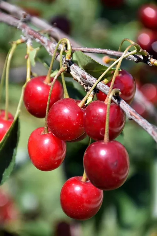 Northstar Cherry - Prunus - 7# Potted Tree