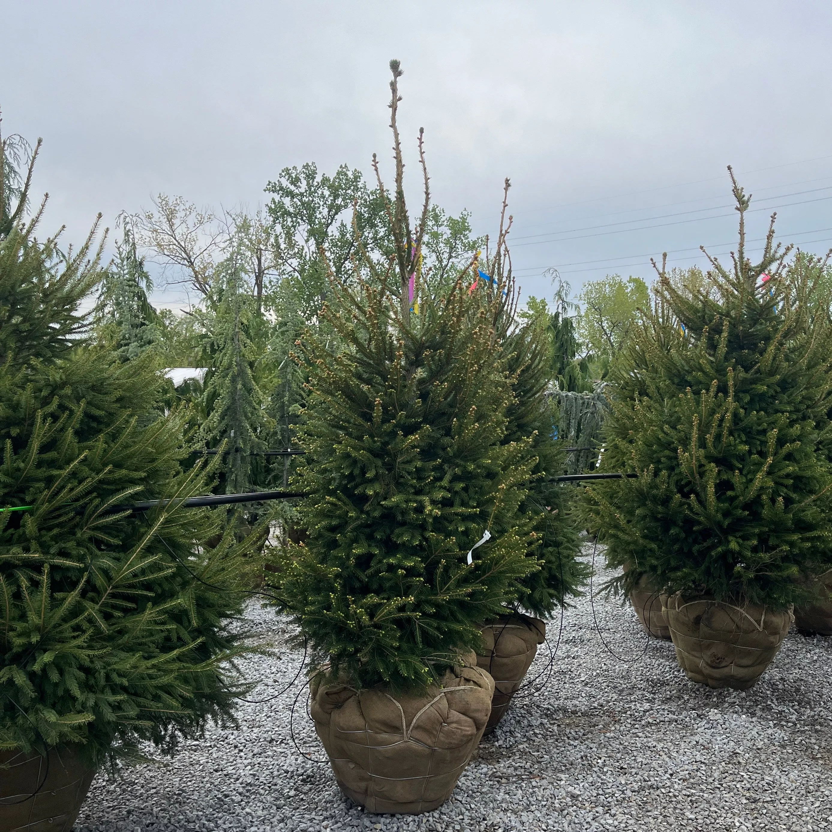 Norway Spruce - Picea abies - Ball & Burlap Tree (Multiple Sizes)
