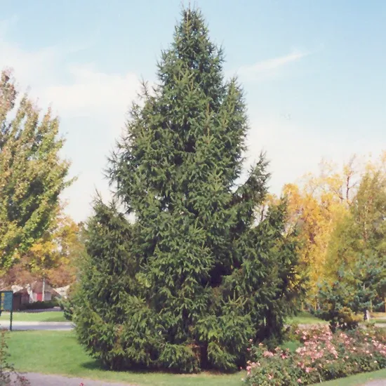 Norway Spruce