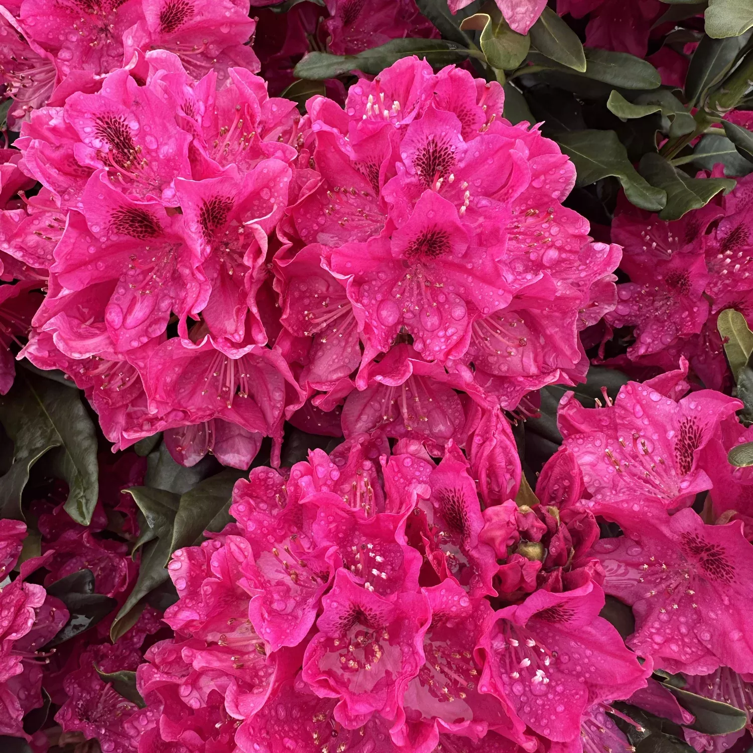 Nova Zembla Rhododendron