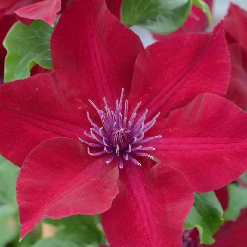 Nubia Clematis