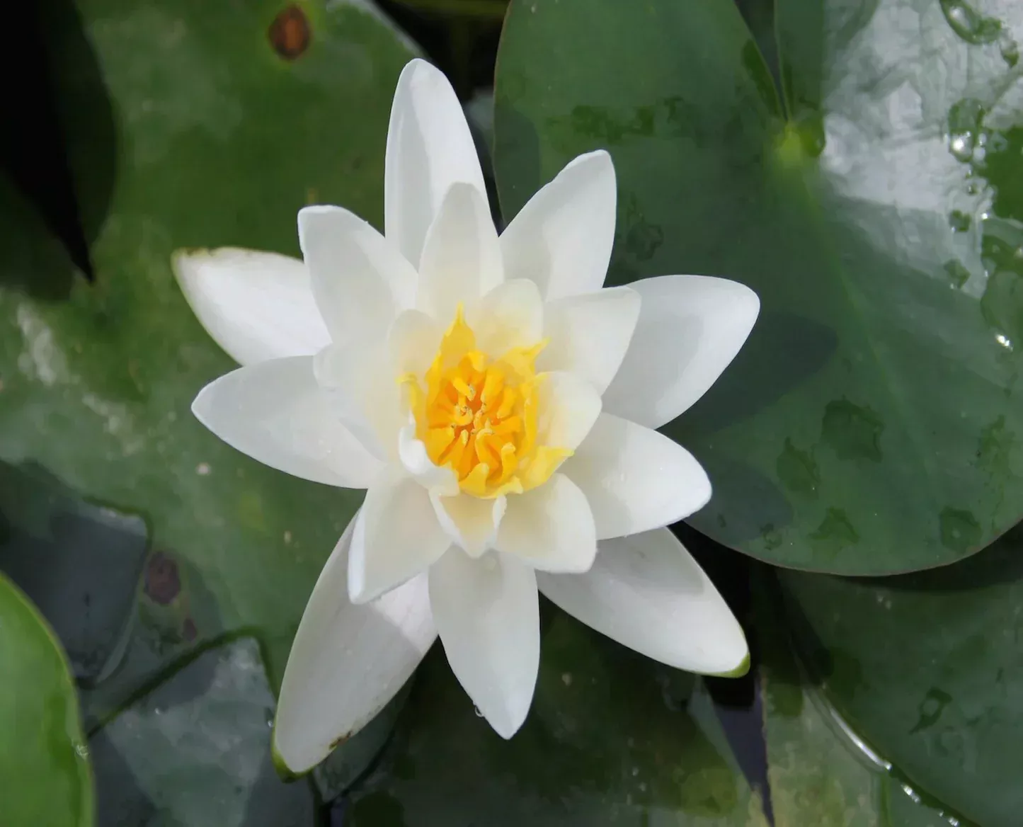 Nymphaea Water Lily Albatross
