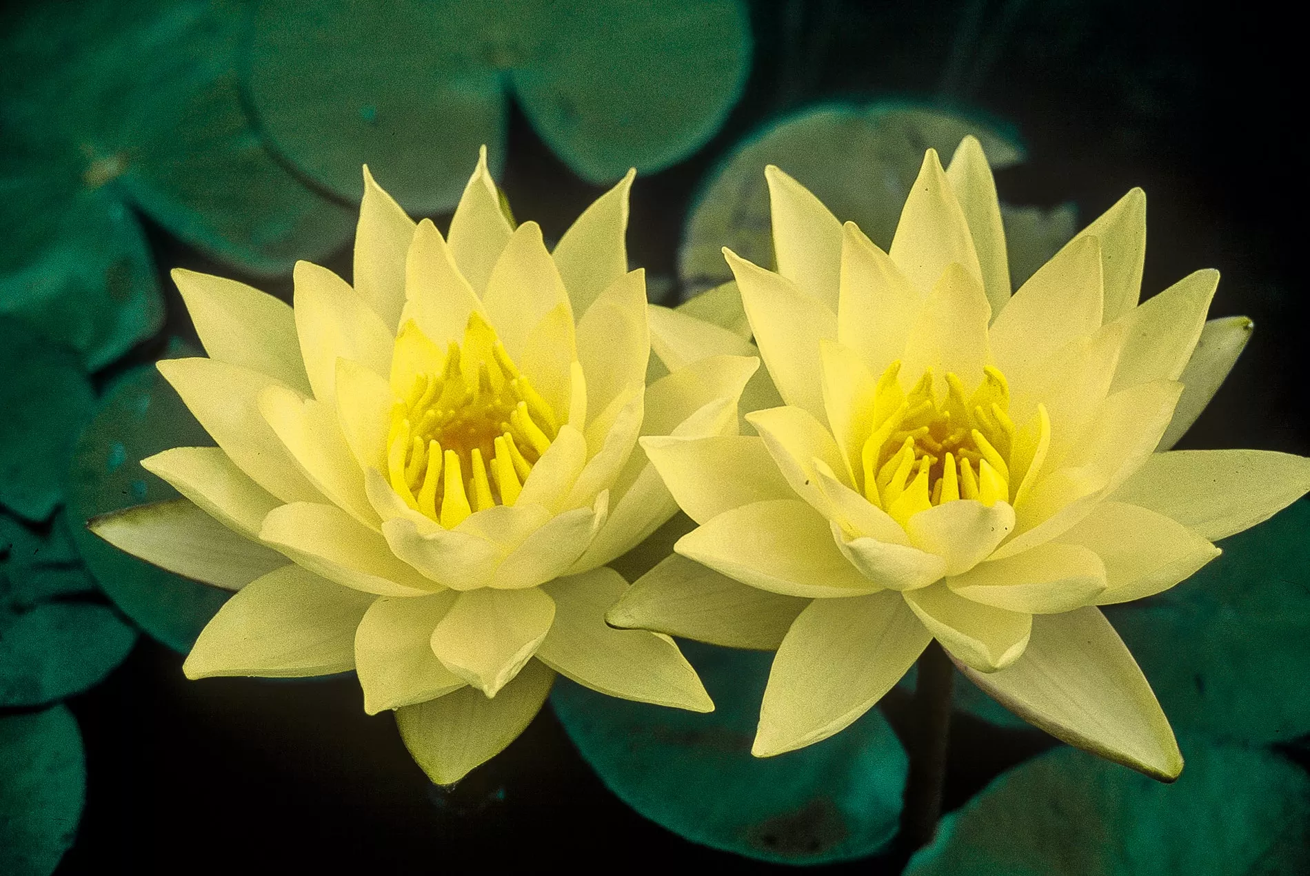 Nymphaea Water Lily Joey Tomocik