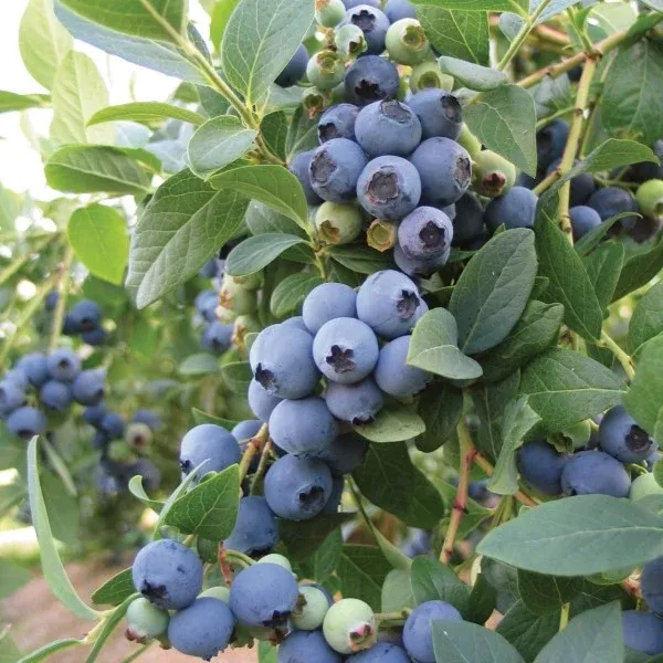 O'Neal Blueberry