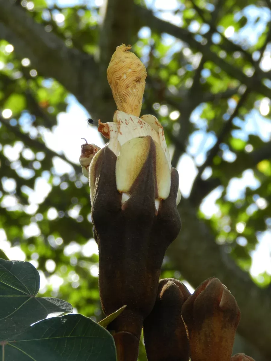 Ochroma pyramidale Seeds - Balsa Tree