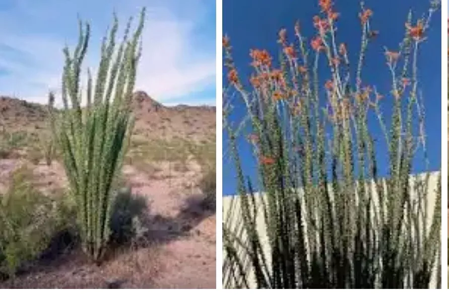 Ocotillo