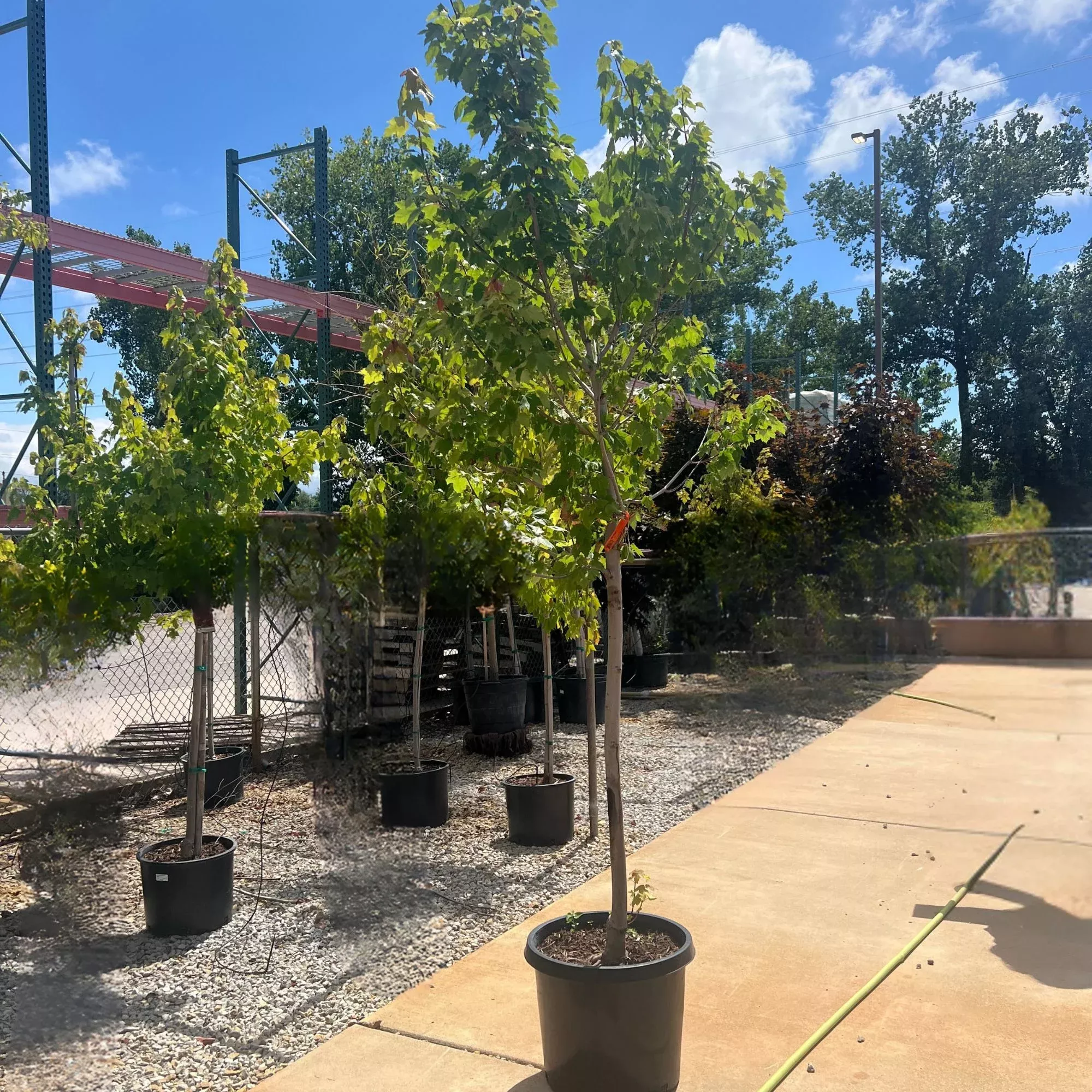 October Glory Red Maple - Acer rubrum - Potted Tree (Multiple Sizes)