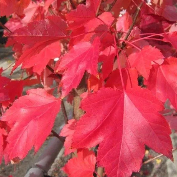 October Glory Red Maple