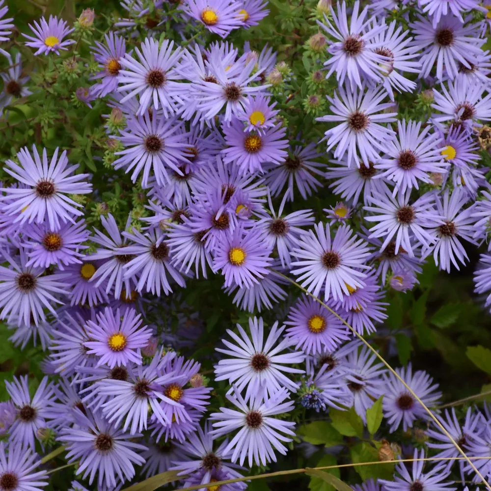 October Skies Aster