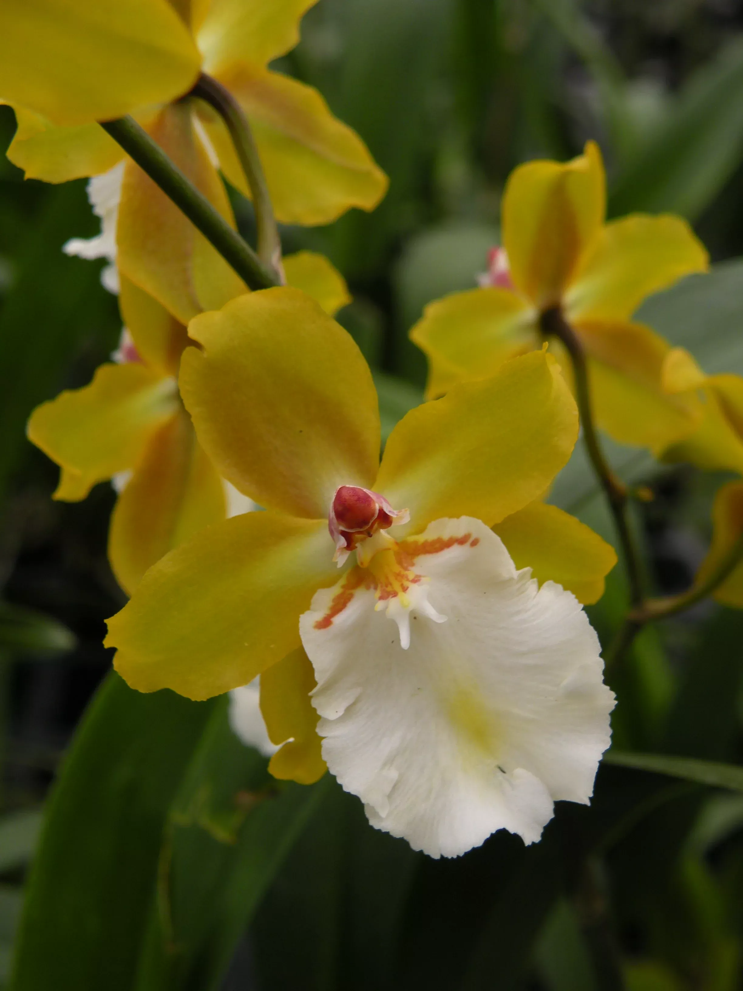 Odcdm. Sunlight 'Hilo Honey'- Blooming size