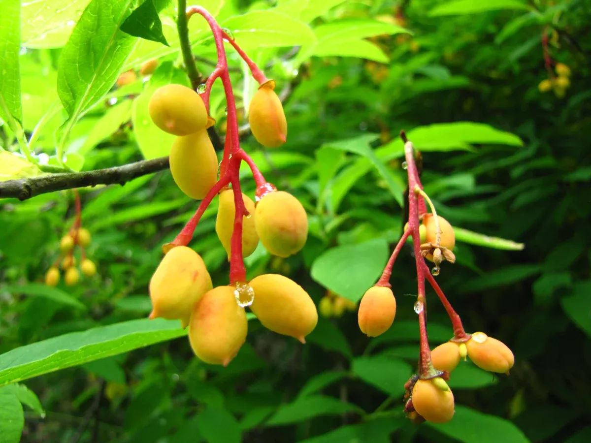 Oemleria cerasiformis 10 Seeds - Indian Plum