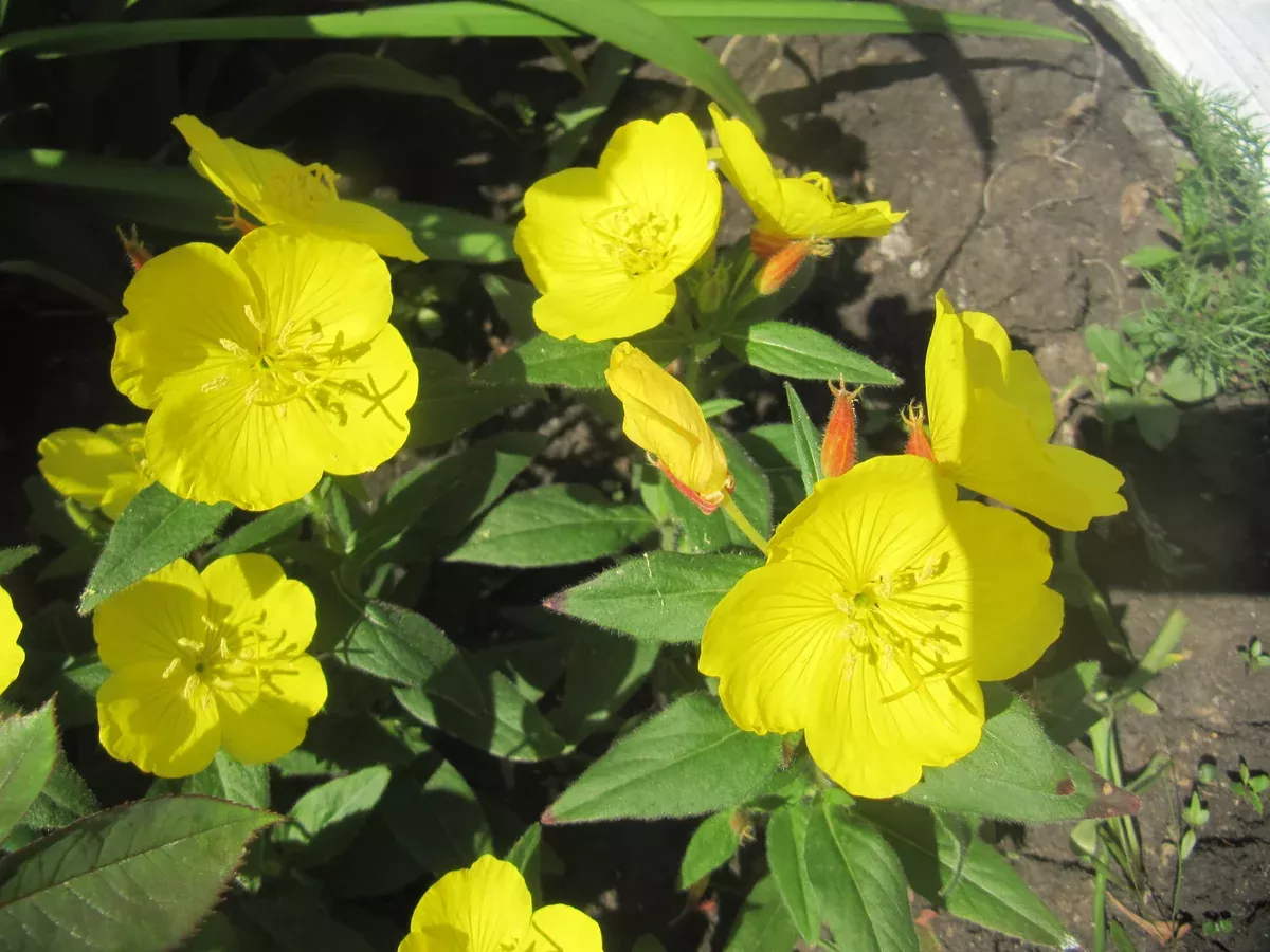 Oenothera biennis Seeds - Common Evening Primrose
