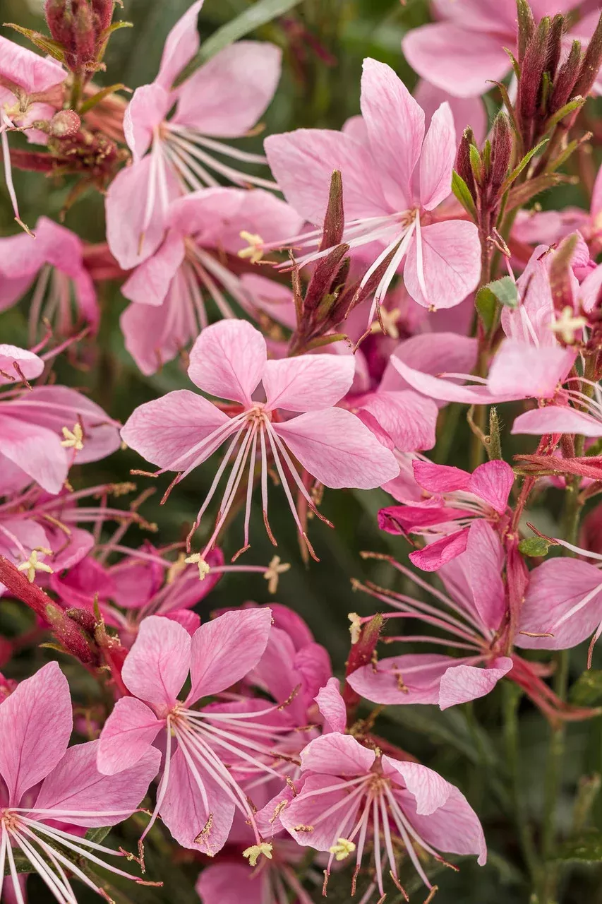 Oenothera Lindheimeri 'Karalee Petite Pink'