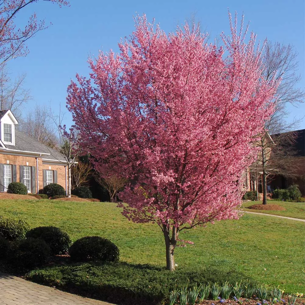 Okame Cherry Tree