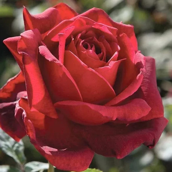 Oklahoma Red Rose