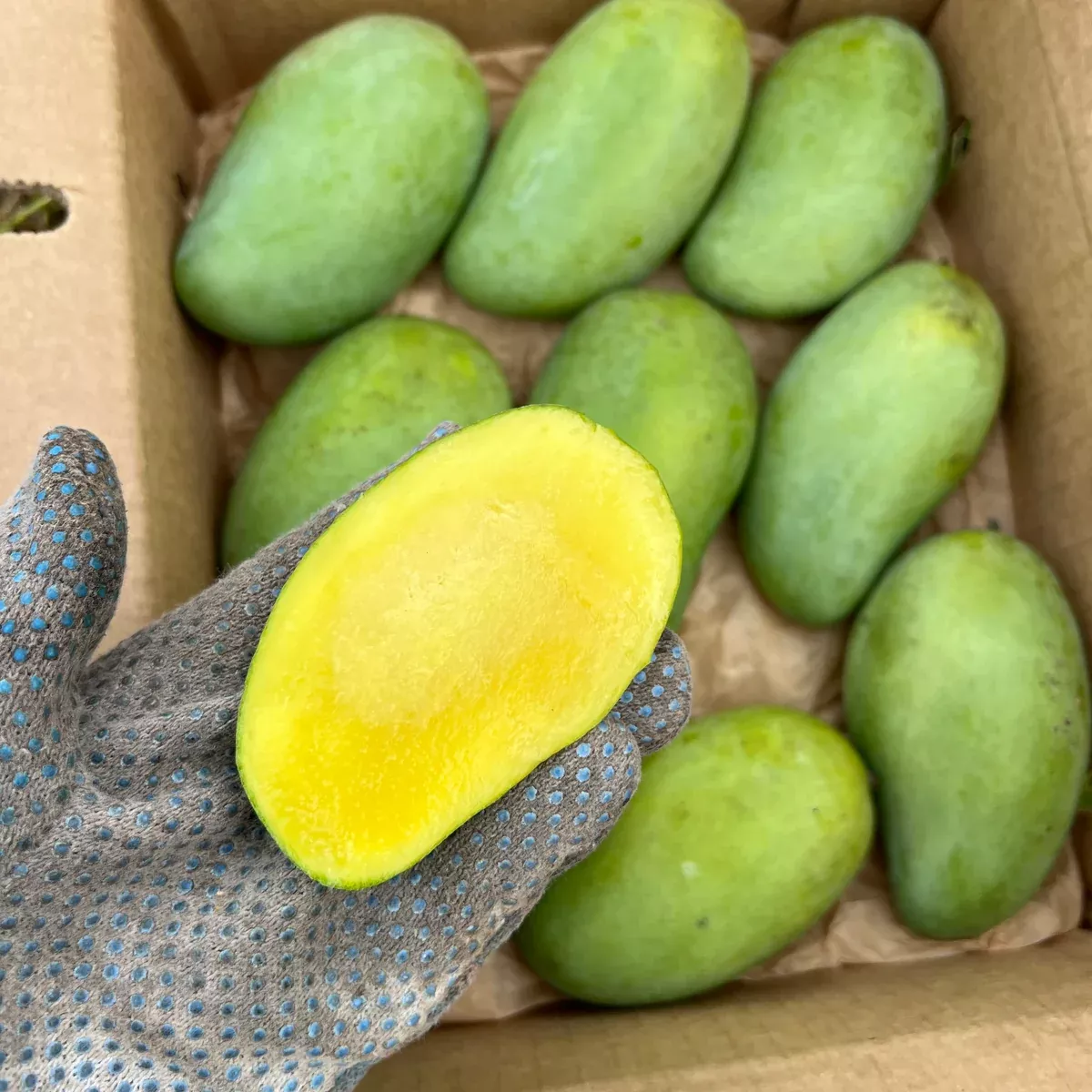 Okrung Mango *Pre-Order*