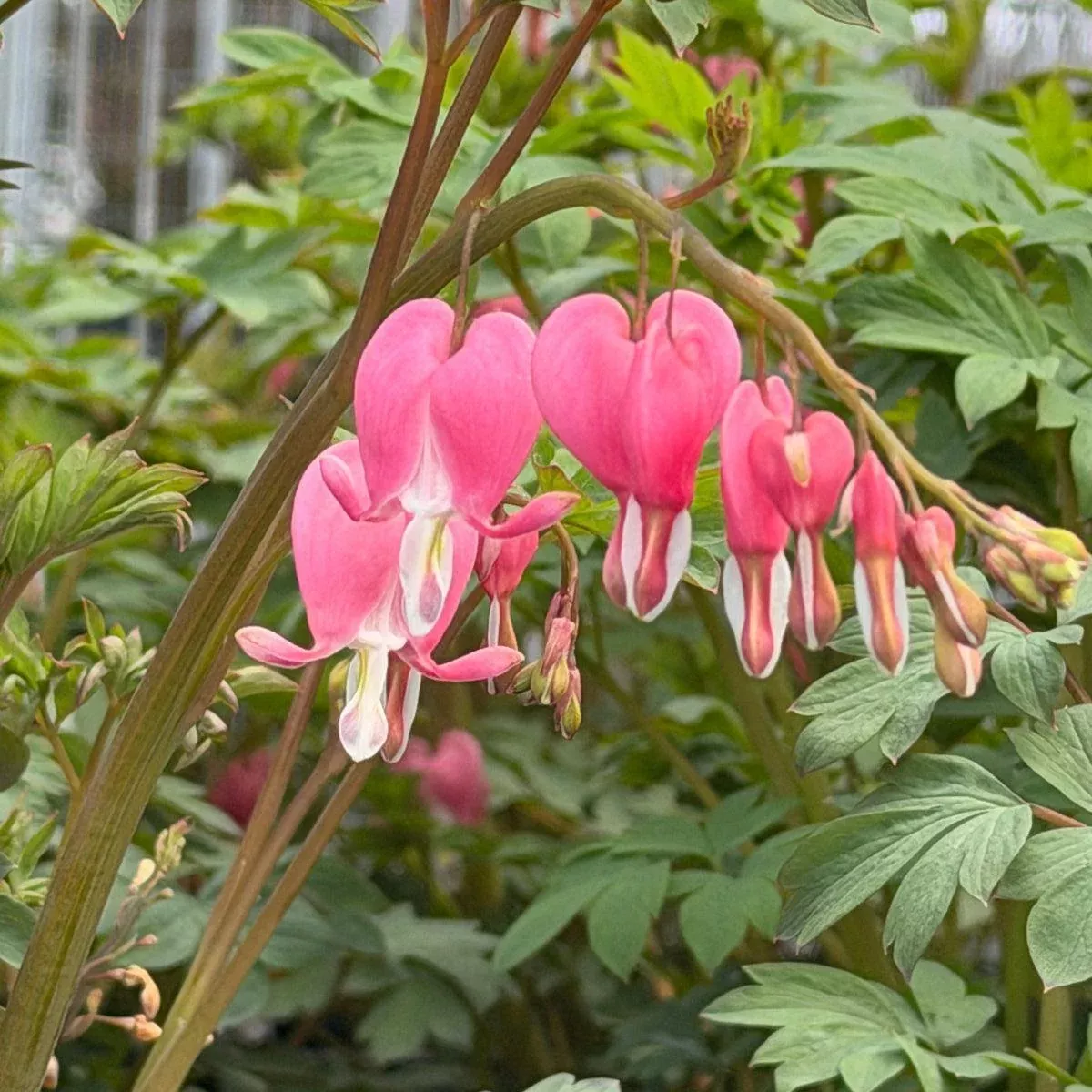 Old Fashioned Bleeding Heart