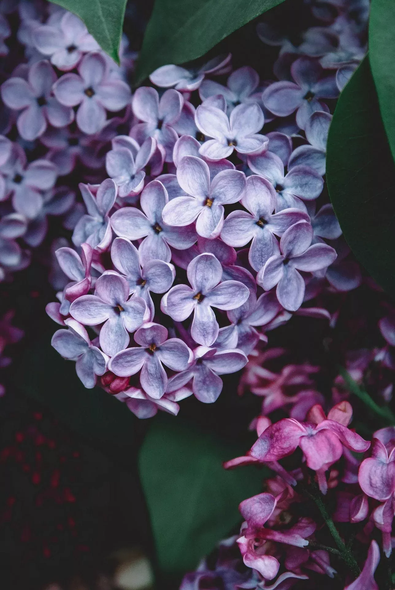 OLD FASHIONED LILAC