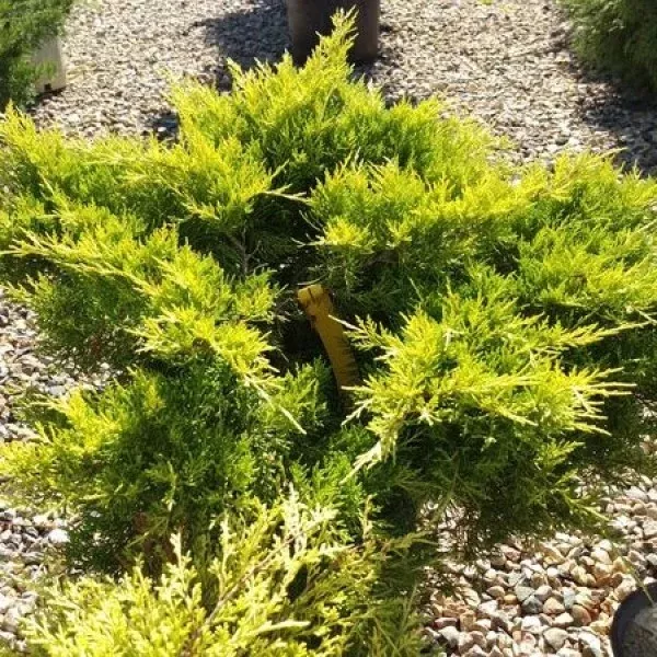 Old Gold Juniper