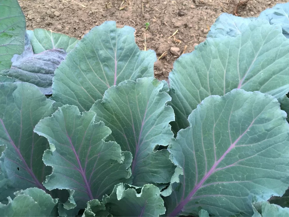 Ole Timey Blue Organic Collards Seeds