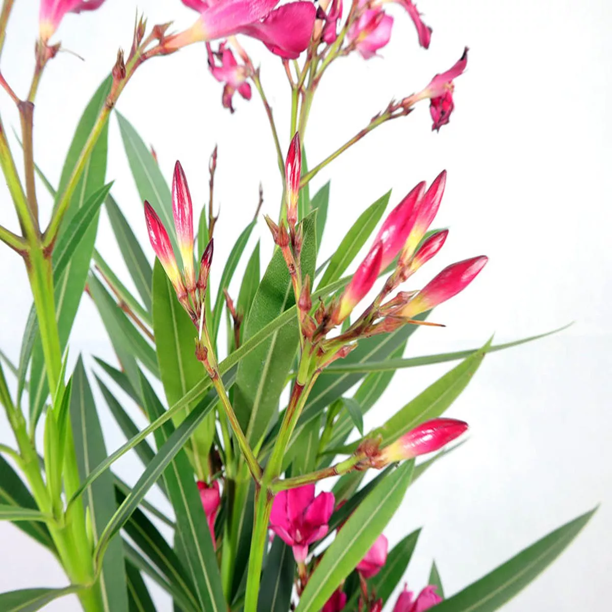 Oleander