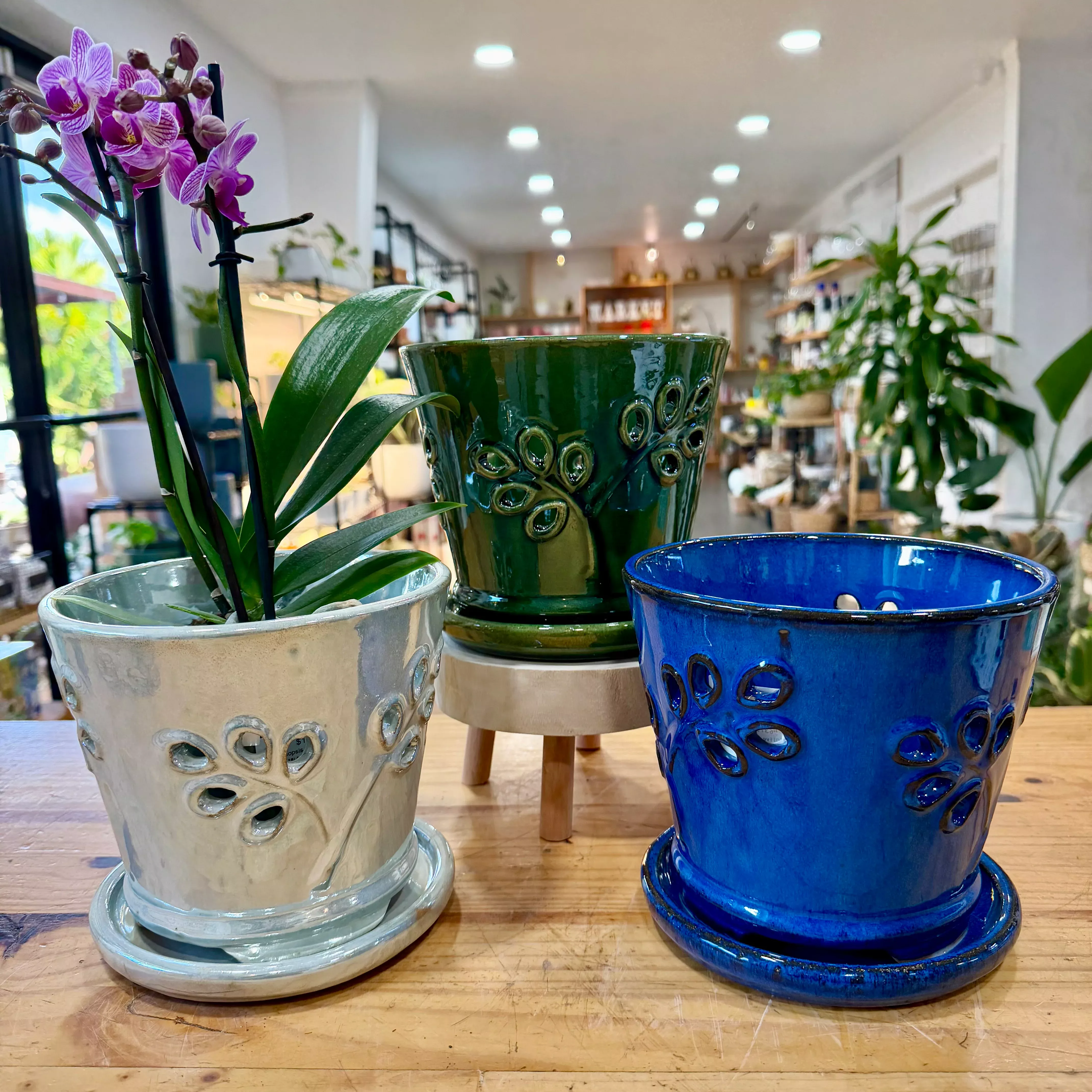Olive Branch Orchid Pot