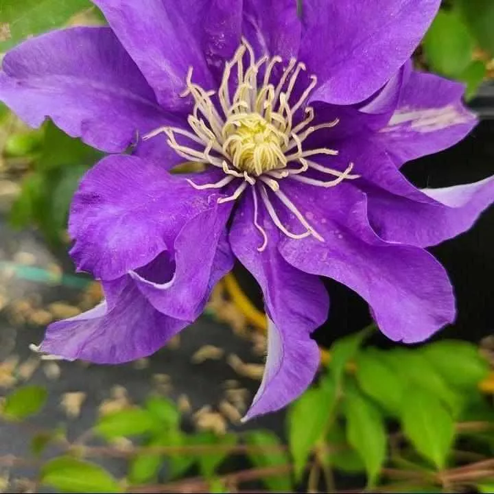 Olympia Clematis