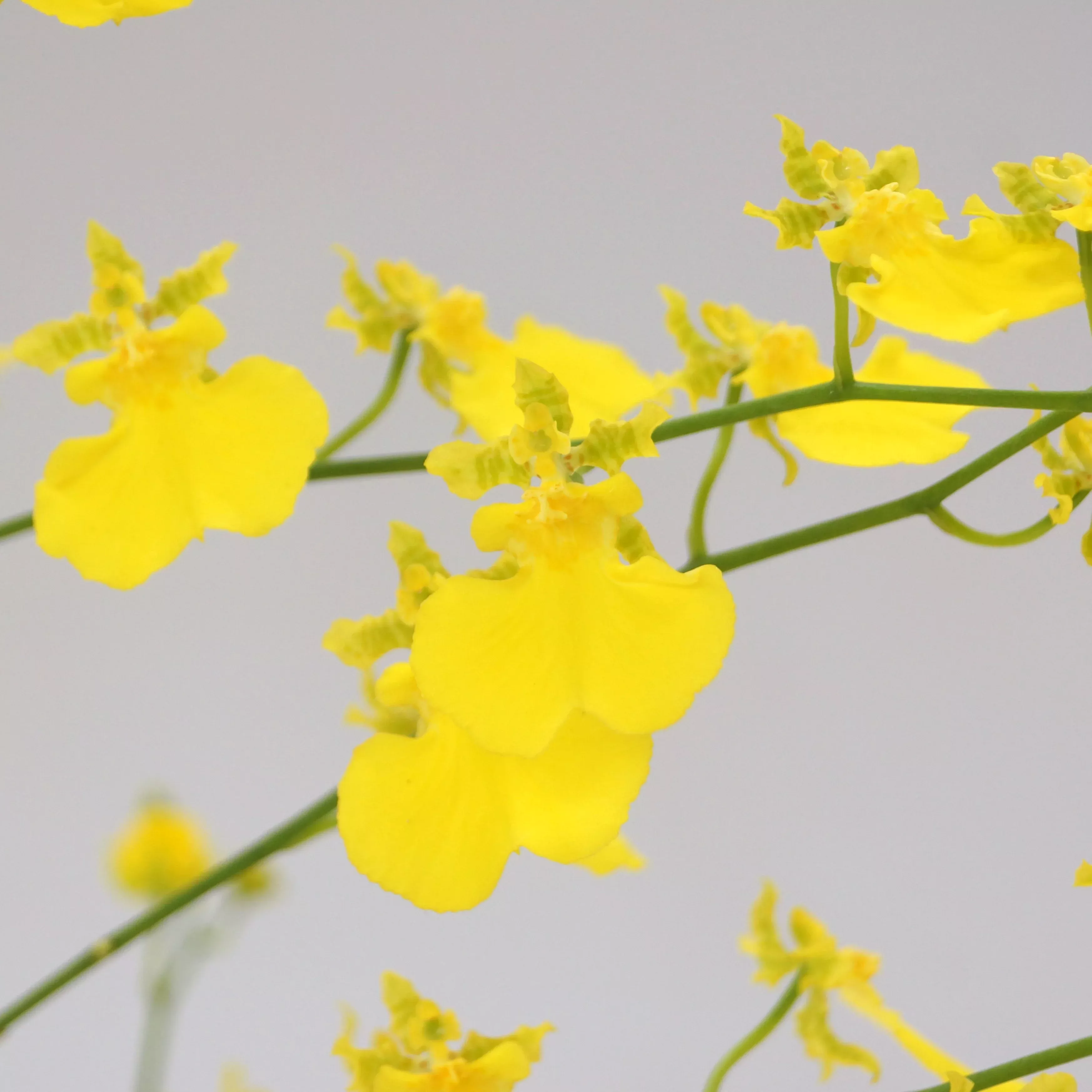 Onc. Lemon Heart