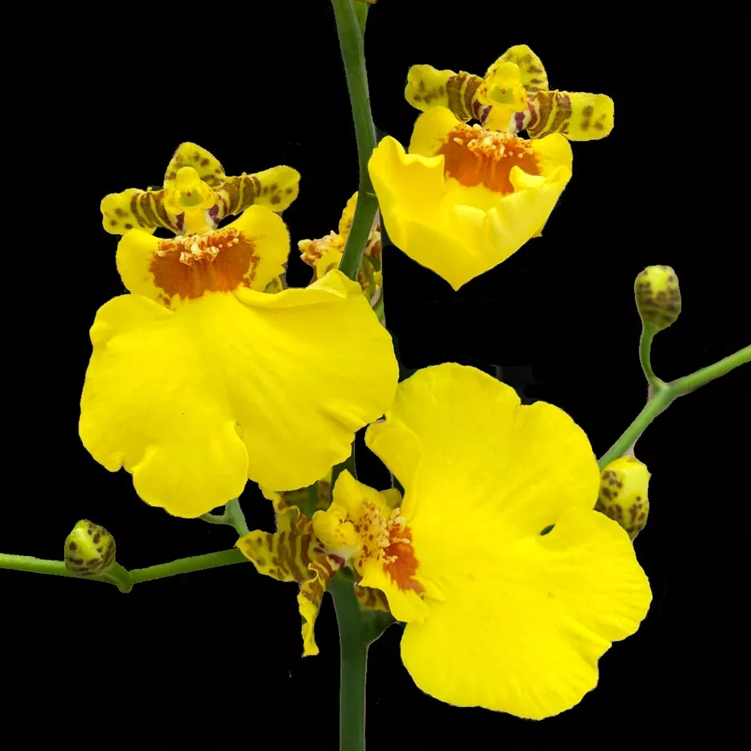 Onc. Saint Dawn Gold 'SD' in bud with yellow Eco Pot