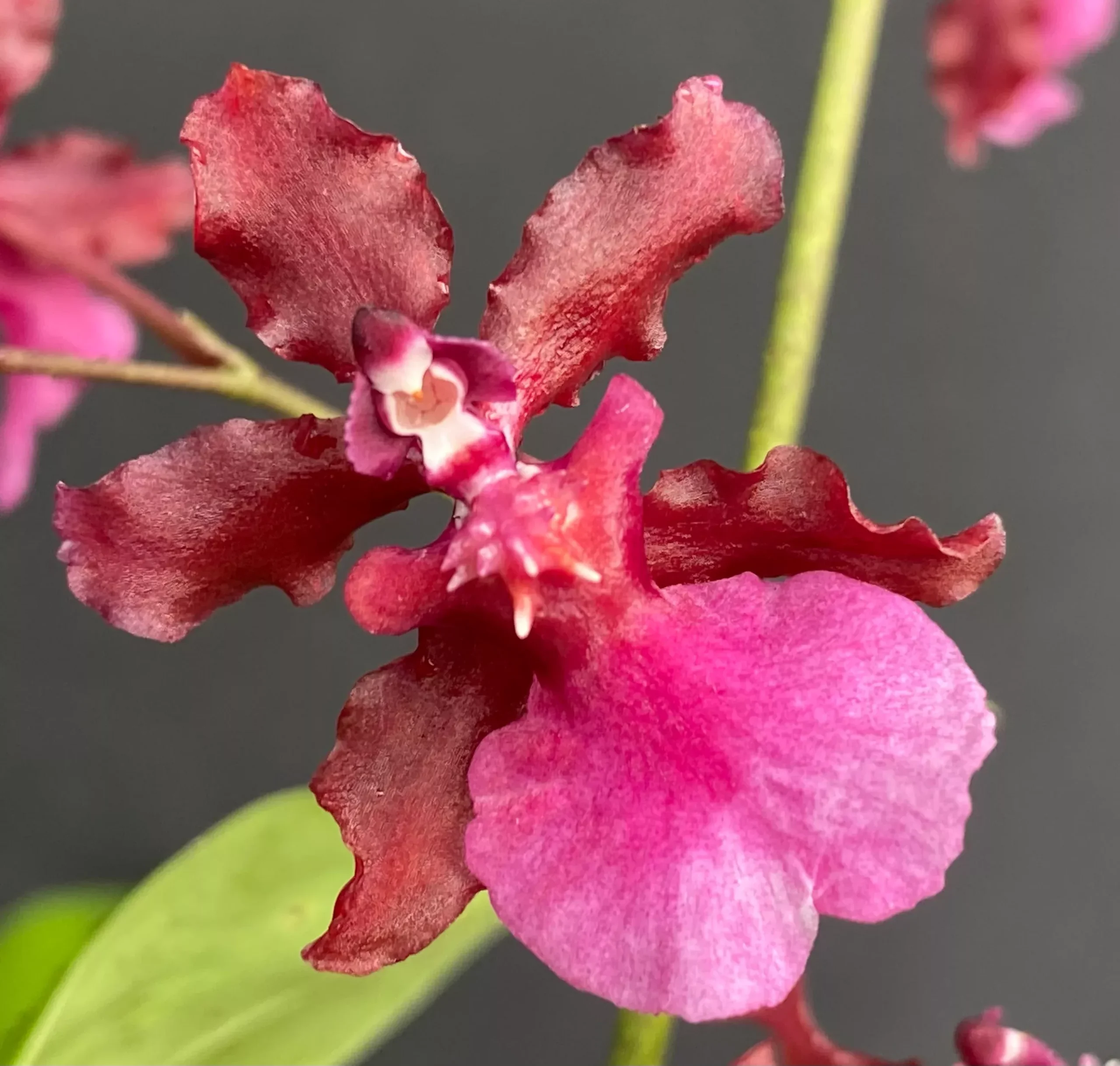 Onc. Sharry Baby 'Red Fantasy'