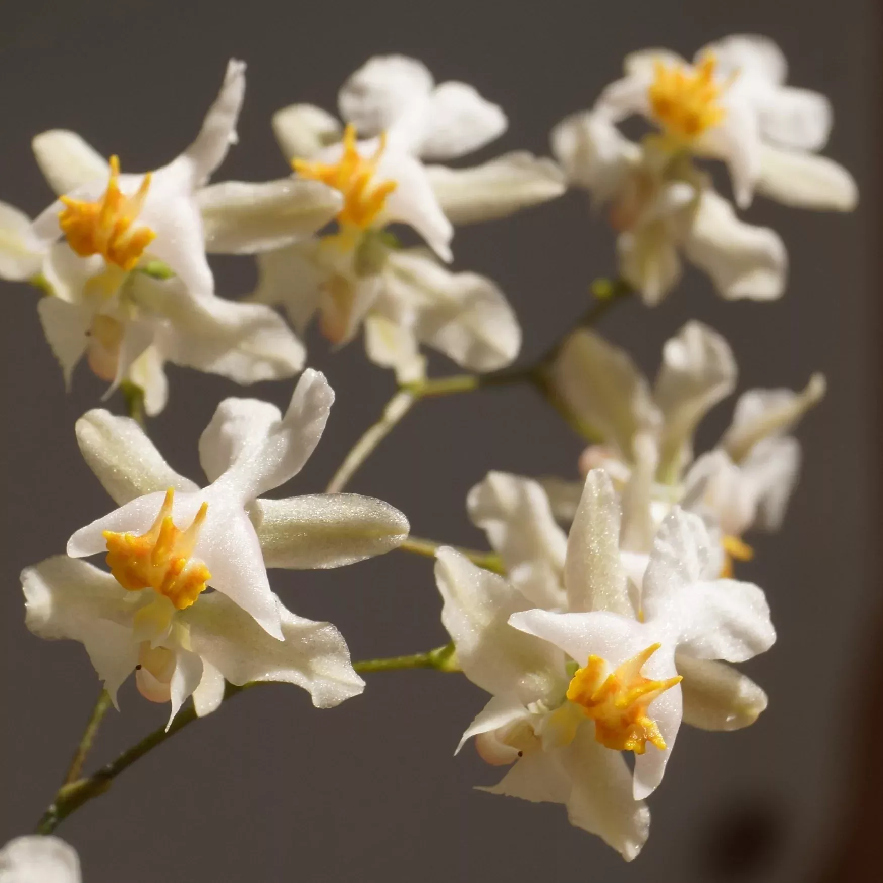 Onc. Tsiku Marguerite