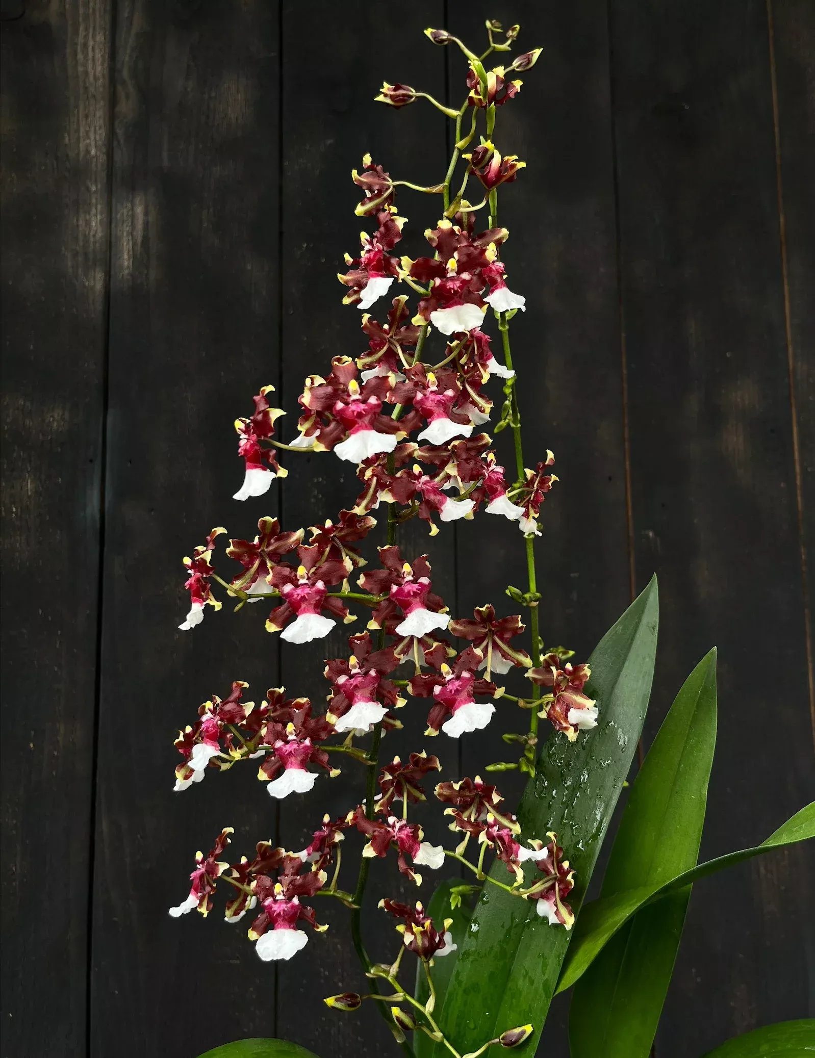 Oncidium (Onc.) Aka Baby 'Raspberry Chocolate' -In Season!