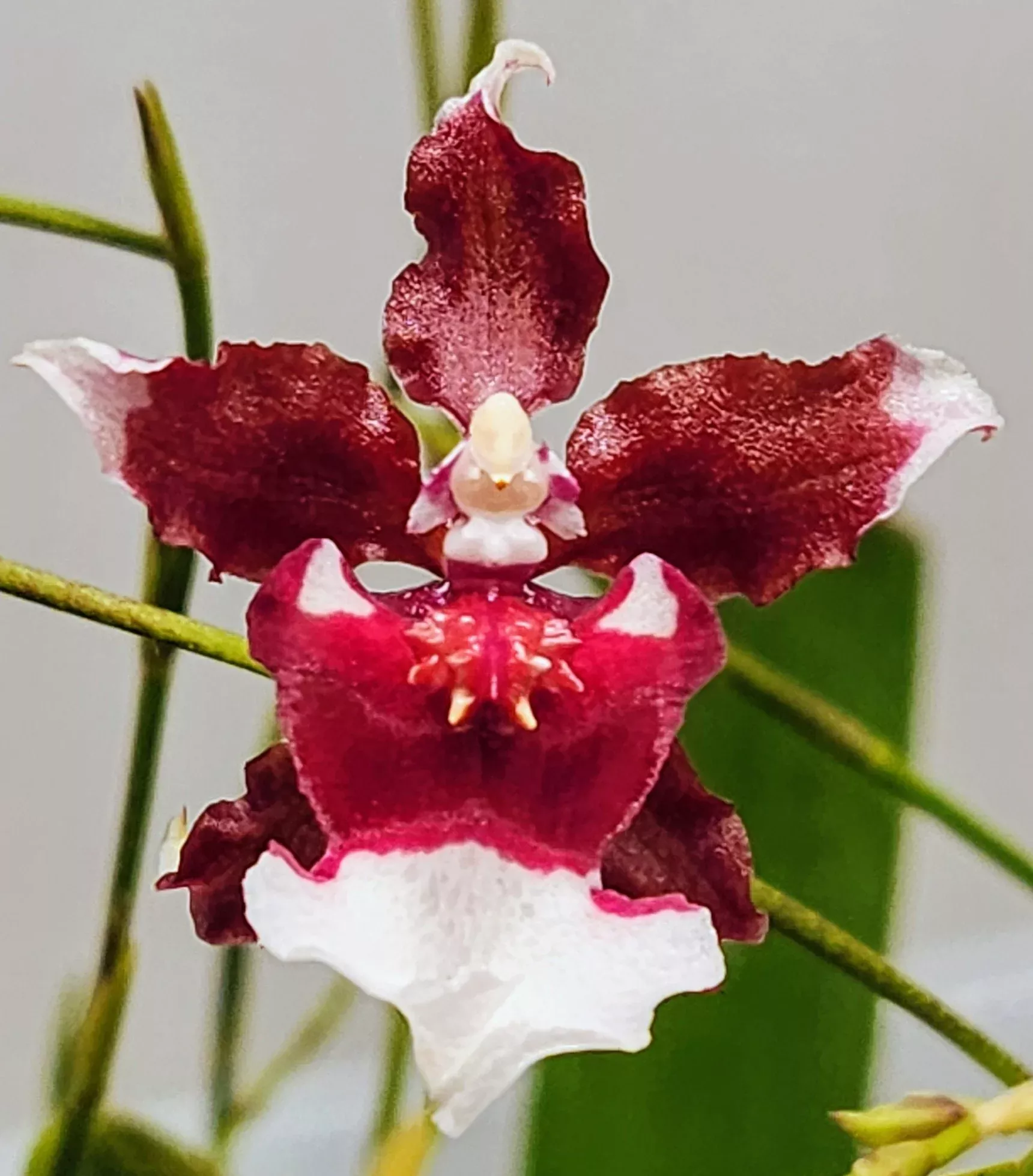 Oncidium (Onc.) Heaven Scent 'Redolence'