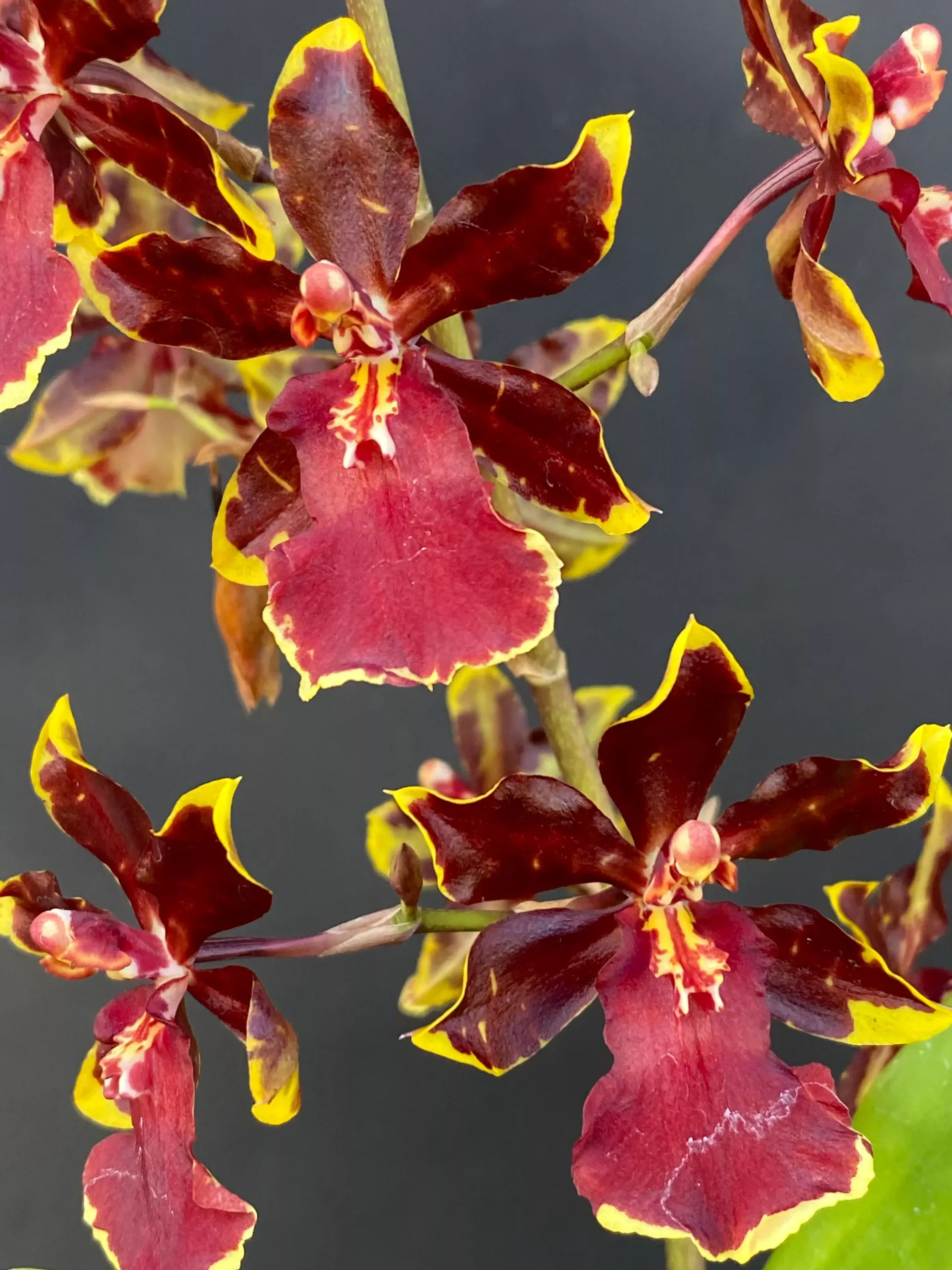 Oncostele Wildcat 'Golden Red Star'
