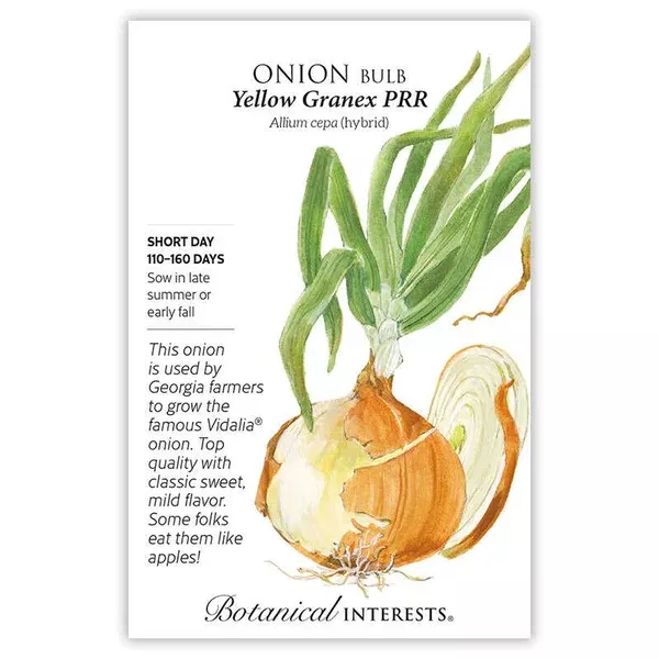 Onion Bulb 'Yellow Granex Hybrid'