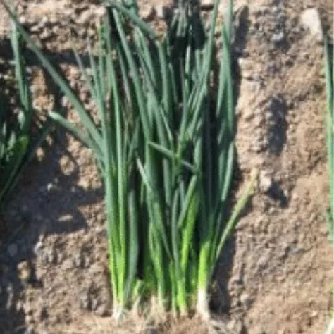 Onion, Green Bunching Slender TSX, Seeds