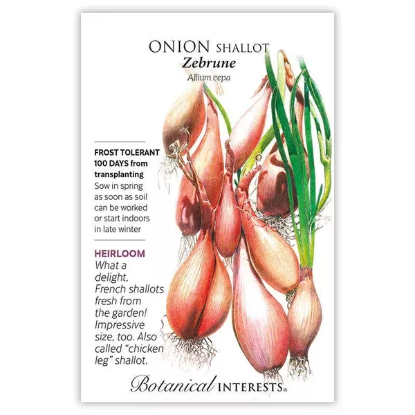 Onion Shallot seeds 'Zebrune'