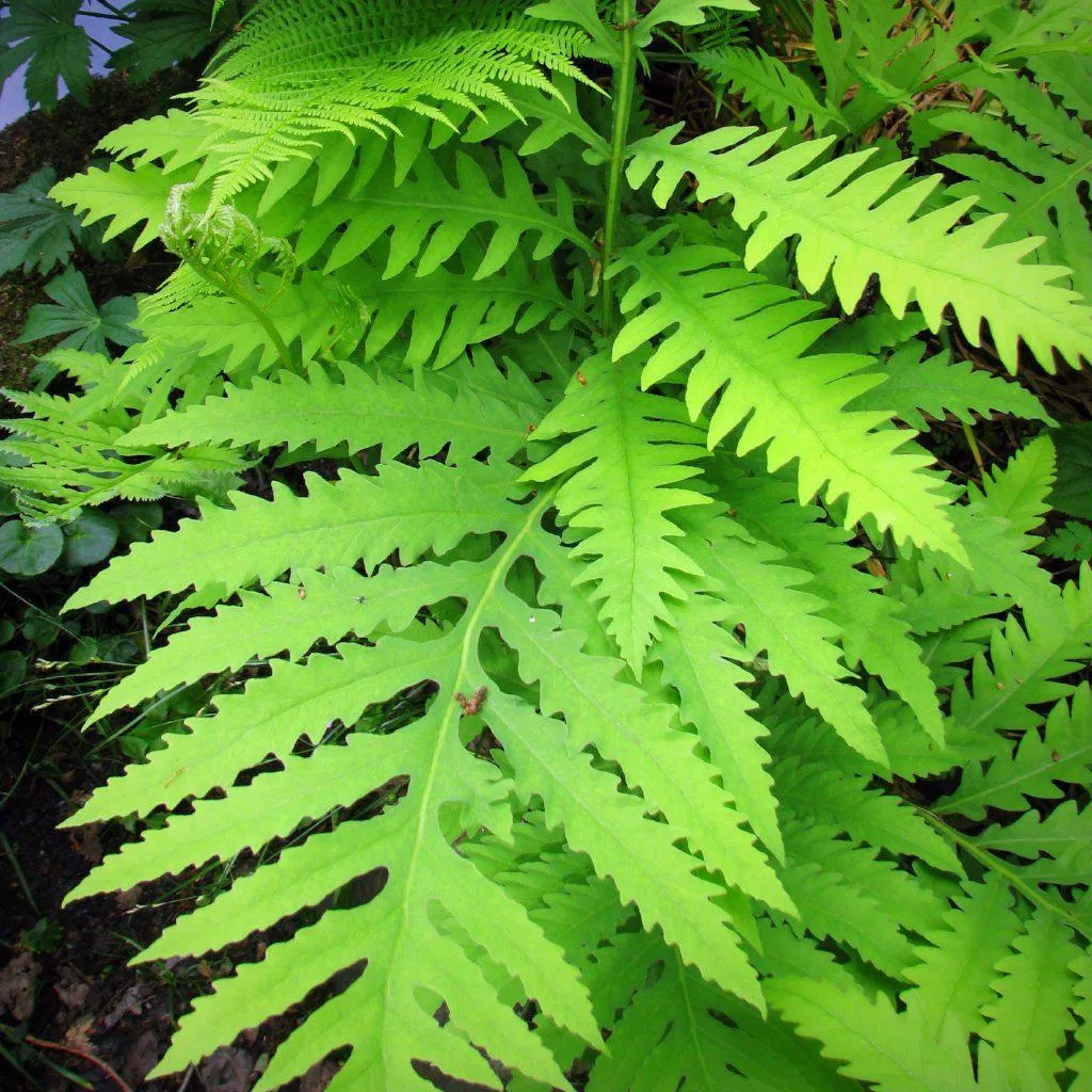 Onoclea sensibilis- Sensitive Fern