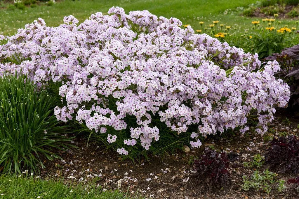 Opening Act Pink-a-Dot Garden Phlox