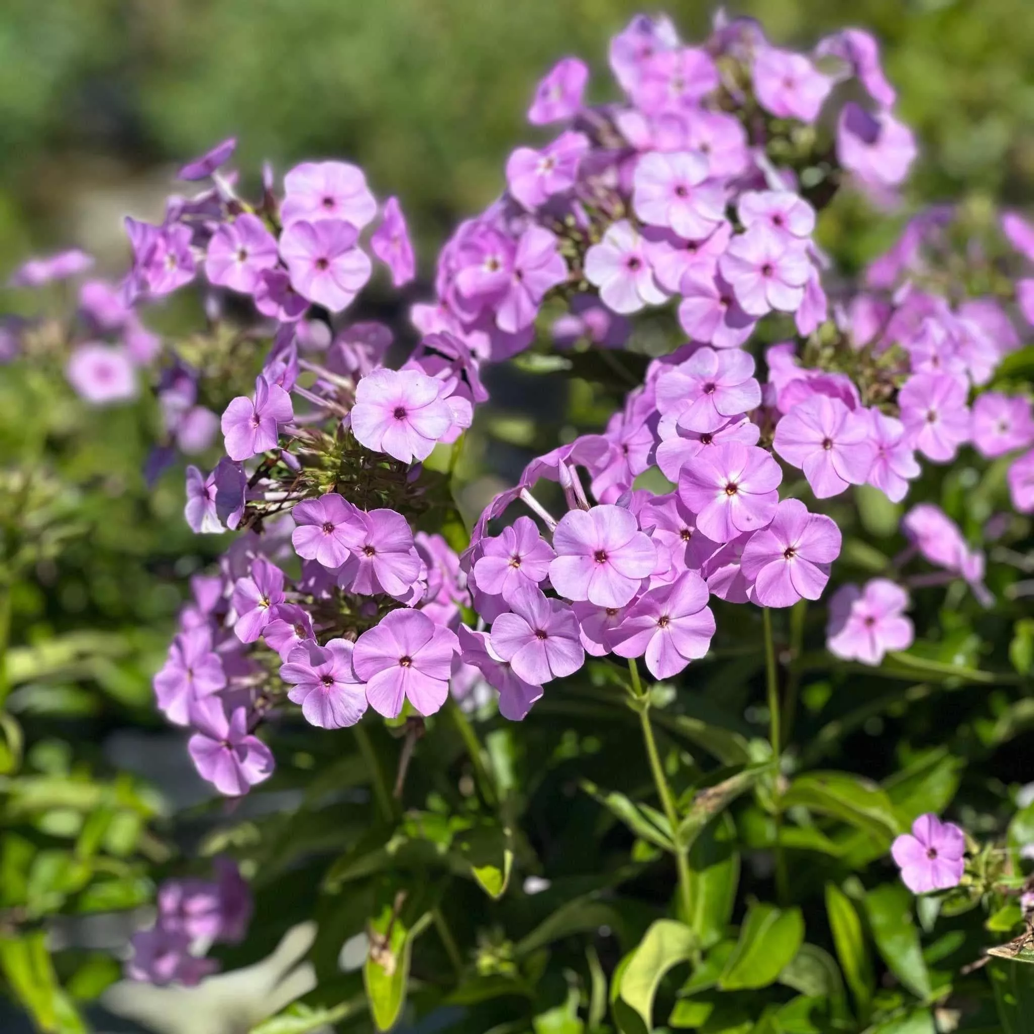 Opening ActBlush Hybrid Garden Phlox