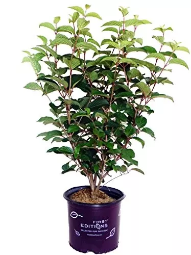 Opening Day Doublefile Viburnum