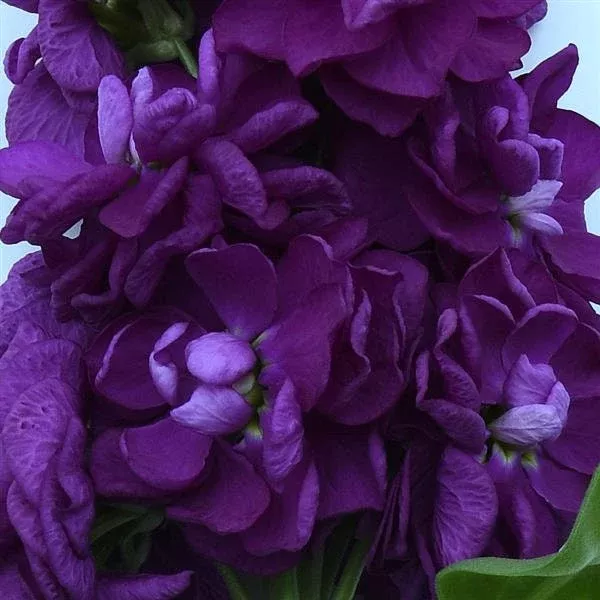 Opera Debora Plum Stock Seeds, Highly fragrant Column Stock, Matthiola Incana MA1350