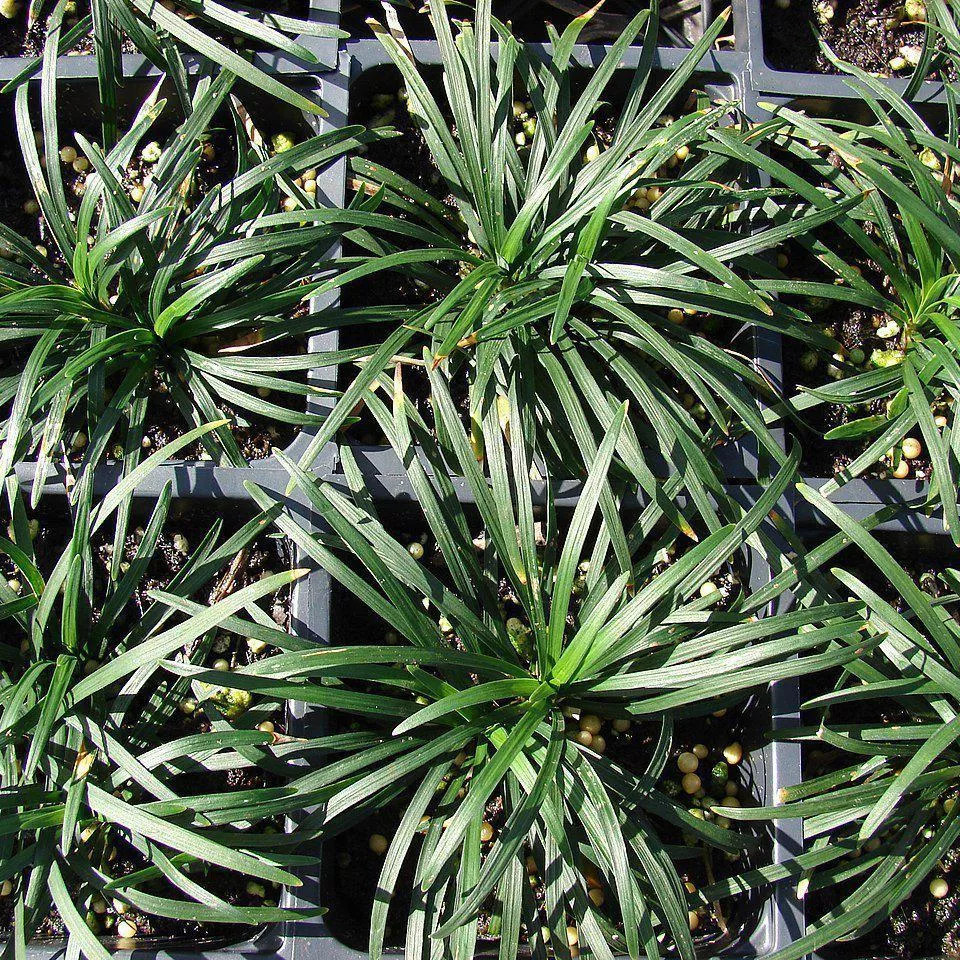 Ophiopogon japonicus 'Nanus'- Dwarf Mondo Grass